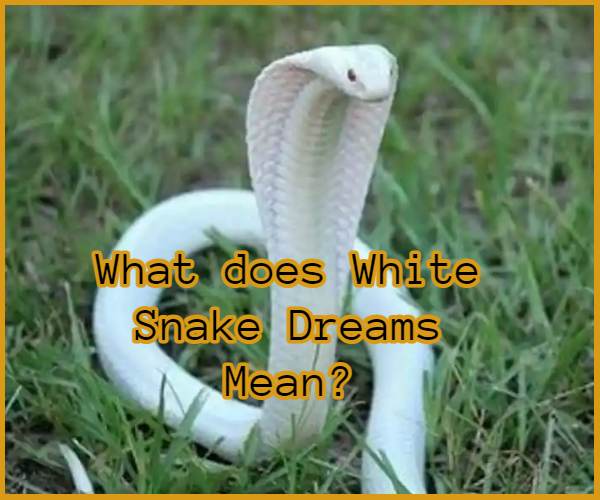 Snake Dreams