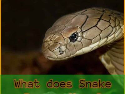 Snake dreams