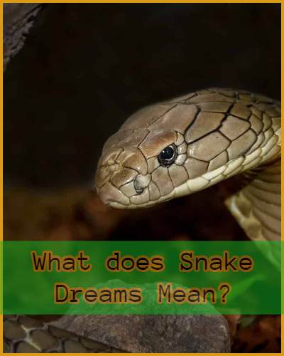 Snake dreams